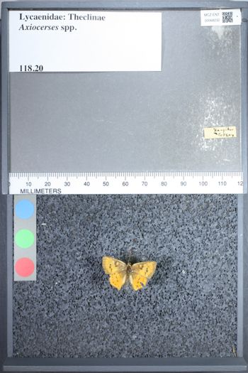 Media type: image;   Entomology 68232